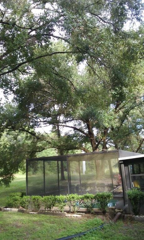 15 Trees Hanging Over Screen Enclosure Before